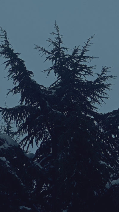 Video of tree top with snow and blue background